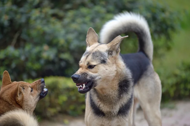 dog fight